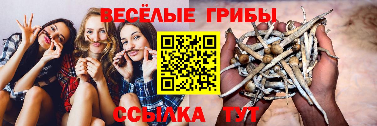 Галлюциногенные грибы прущие грибы  Вход с VPN  Воронеж  Псилоцибиновые грибы мицелий 